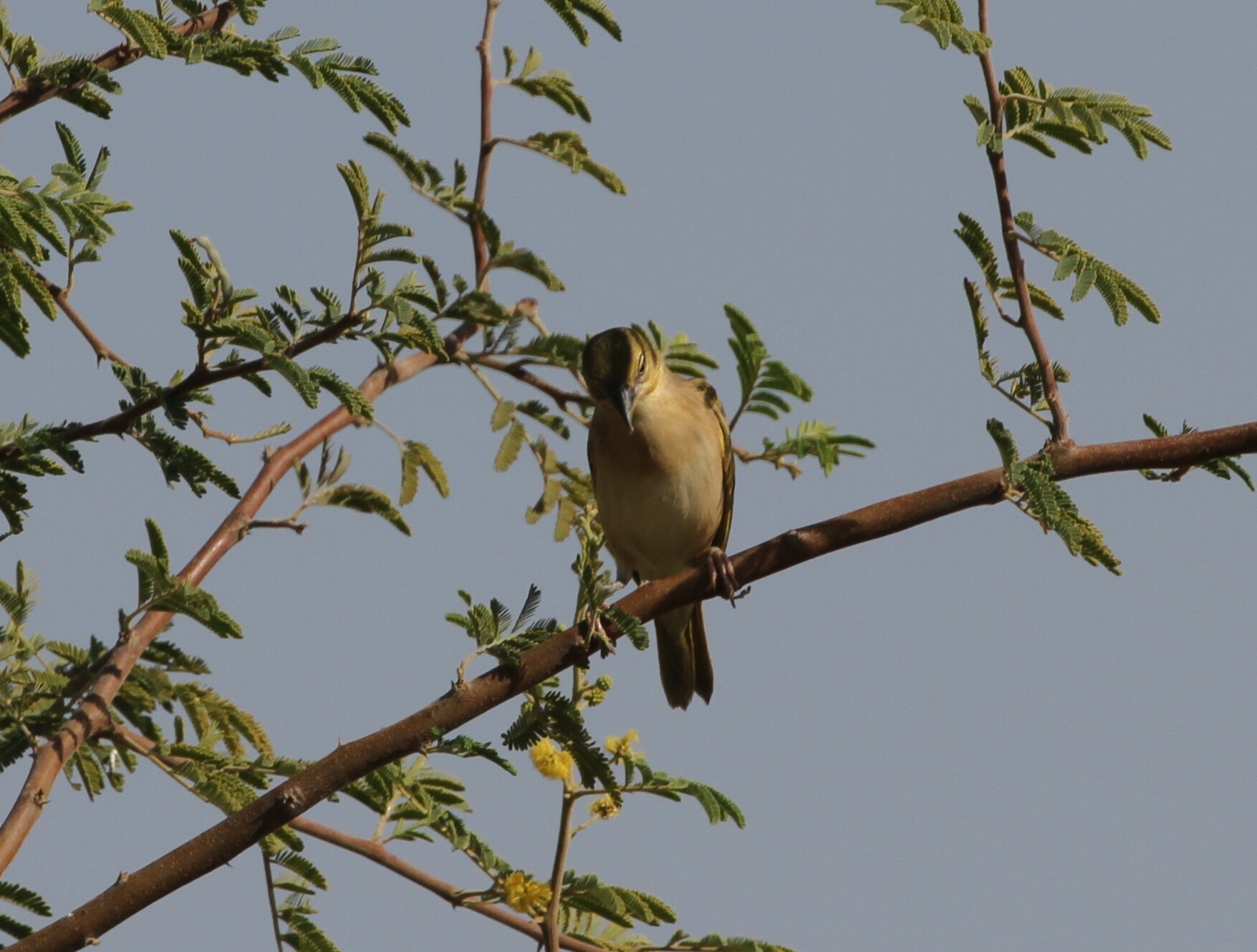 Black-headed Weaver (Ploceus melanocephalus), photo 2