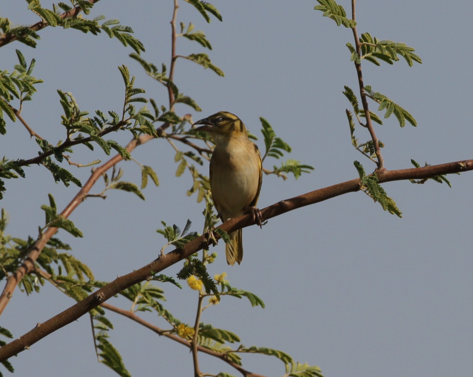 Black-headed Weaver (Ploceus melanocephalus), photo 3