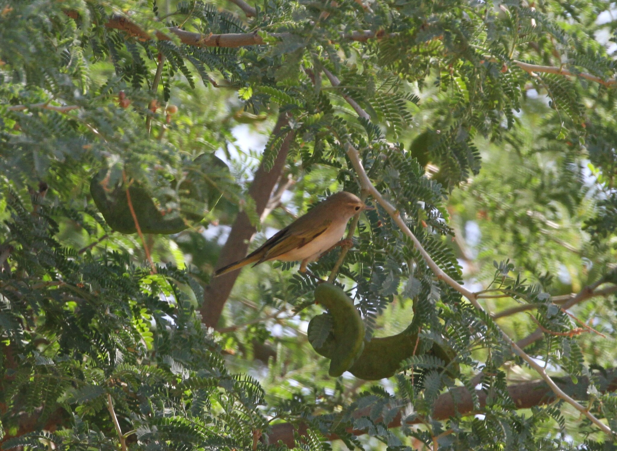 Western Bonelli's Warbler (Phylloscopus bonelli), photo 1