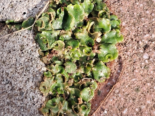 Crescent-cup liverwort