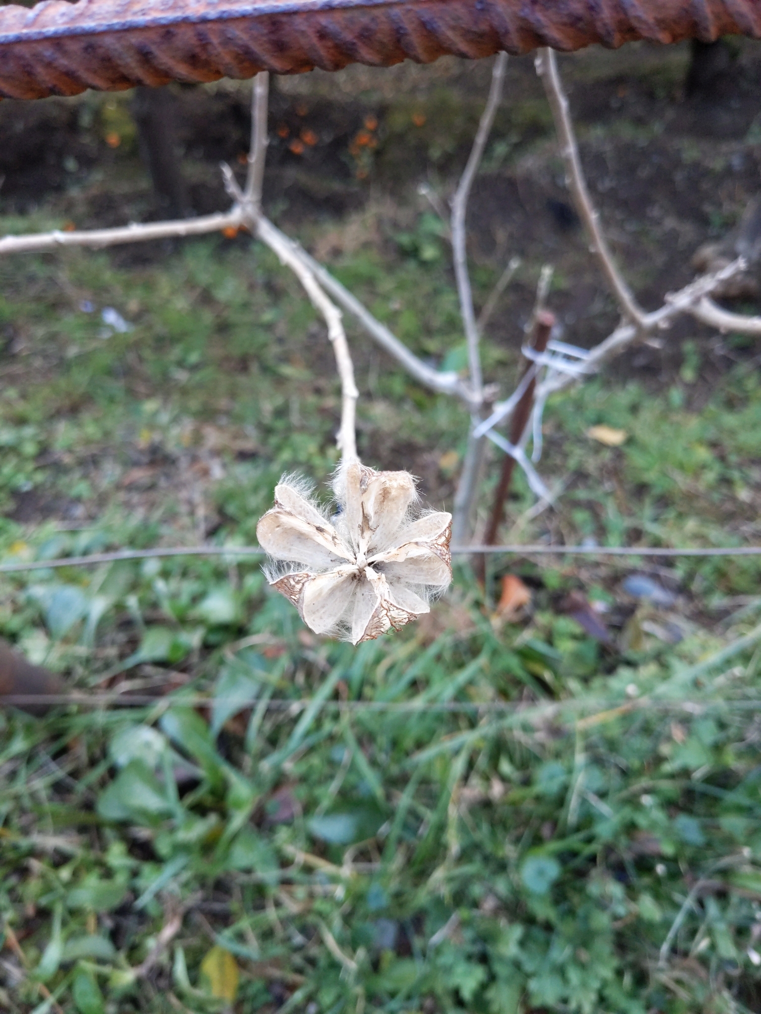 Malvarrosa de argel