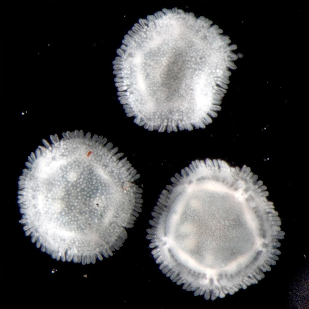 Sea Daisies