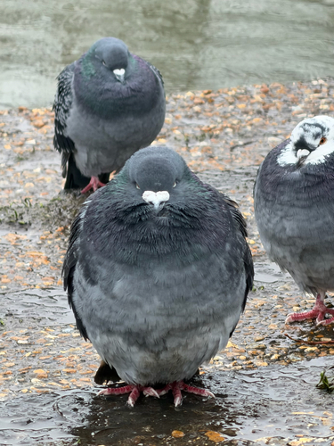 Paloma bravía (Columba livia)