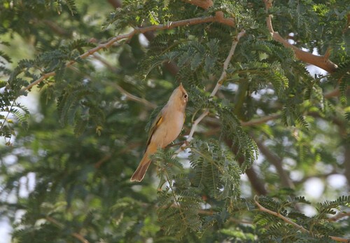 Western Bonelli's Warbler (Phylloscopus bonelli), photo 2