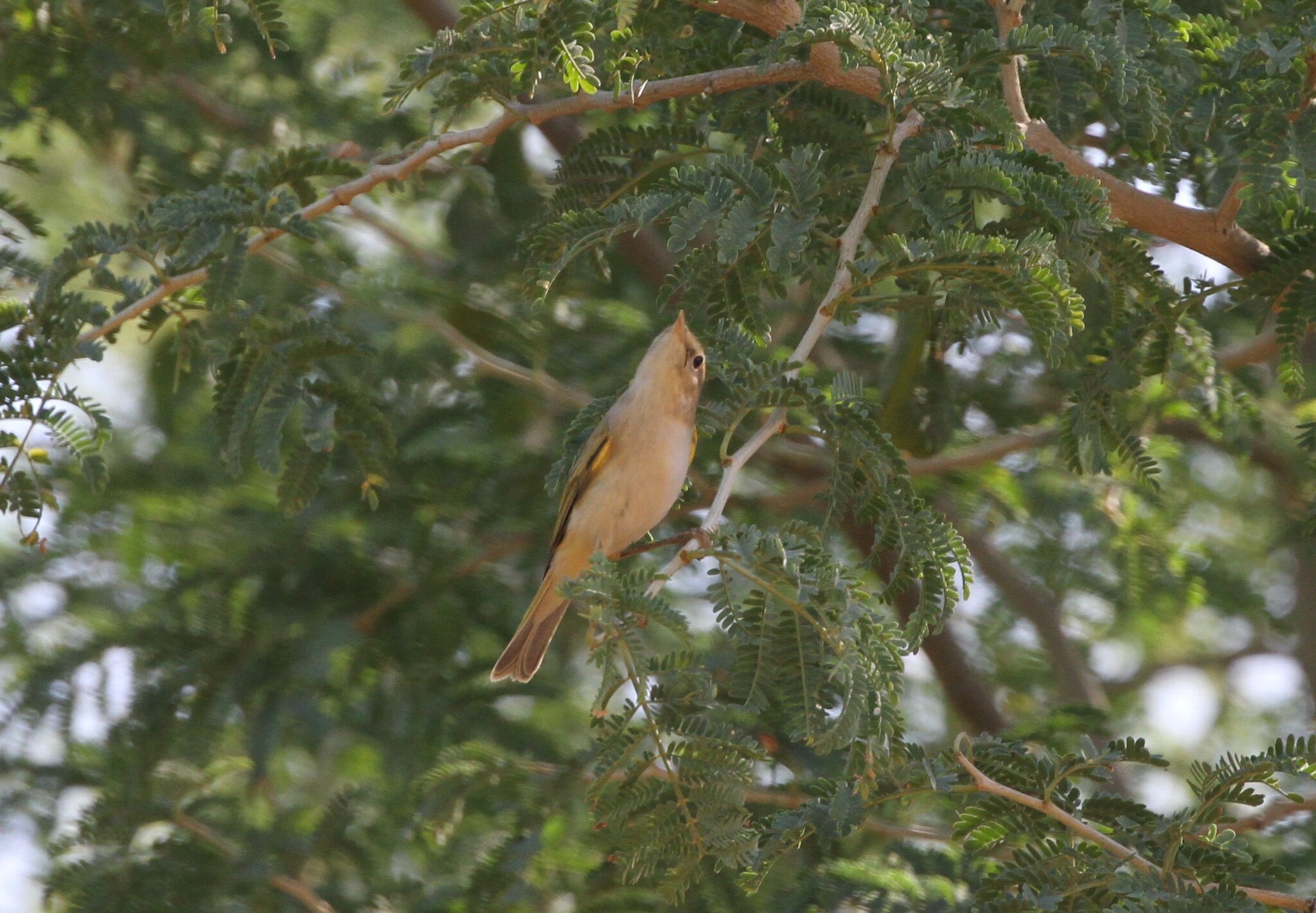 Western Bonelli's Warbler (Phylloscopus bonelli), photo 2