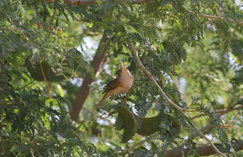 Western Bonelli's Warbler (Phylloscopus bonelli), photo 9