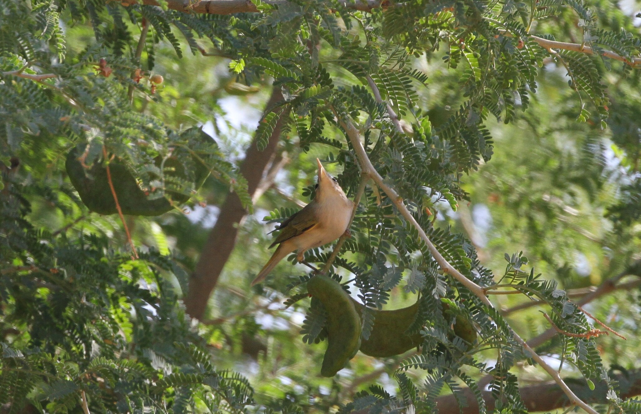 Western Bonelli's Warbler (Phylloscopus bonelli), photo 3