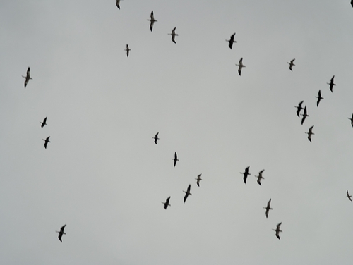 Snow Goose