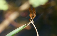 Perithemis icteroptera