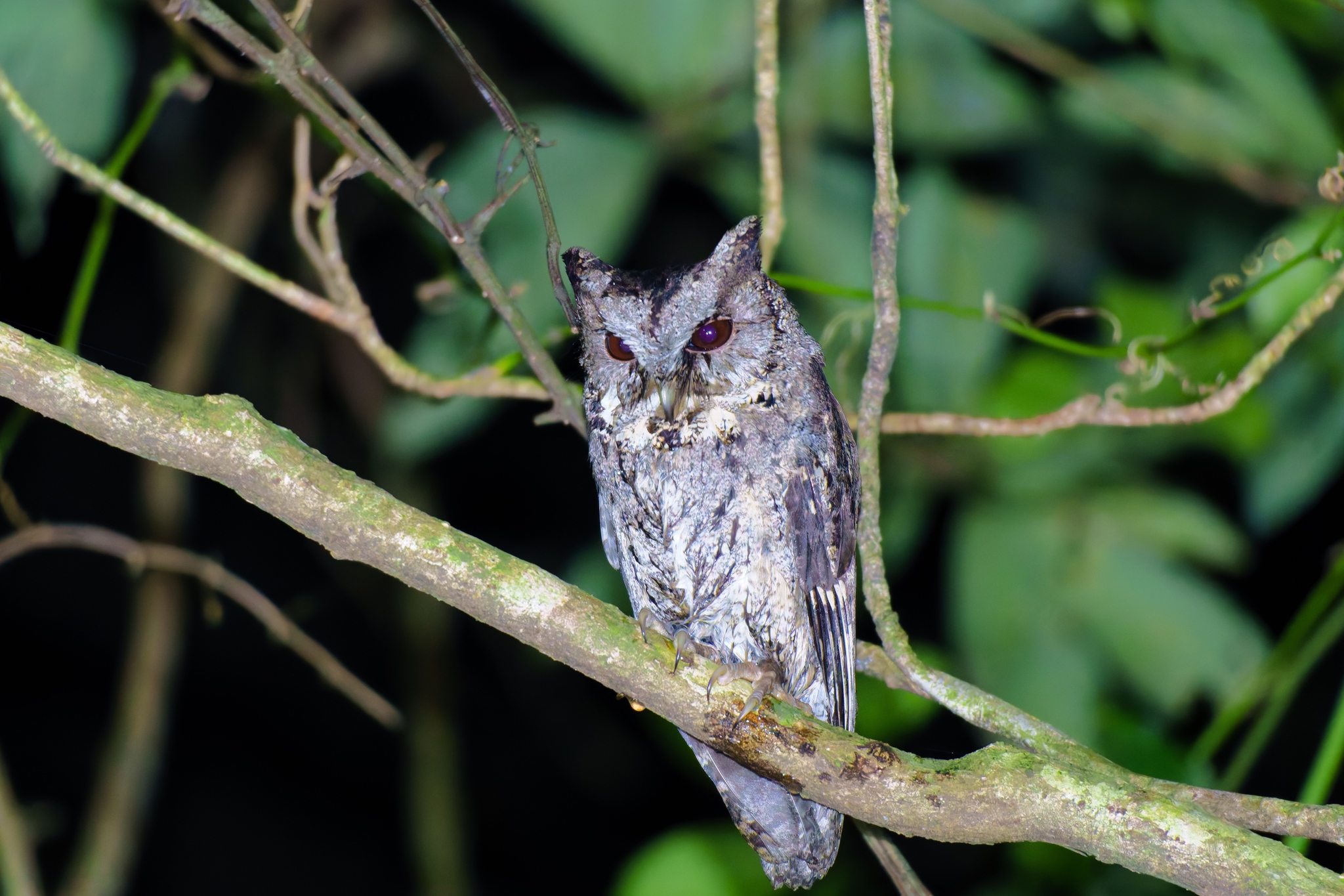 Collared Scops Owl (Otus lettia), photo 6