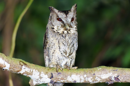 Collared Scops Owl (Otus lettia), photo 4
