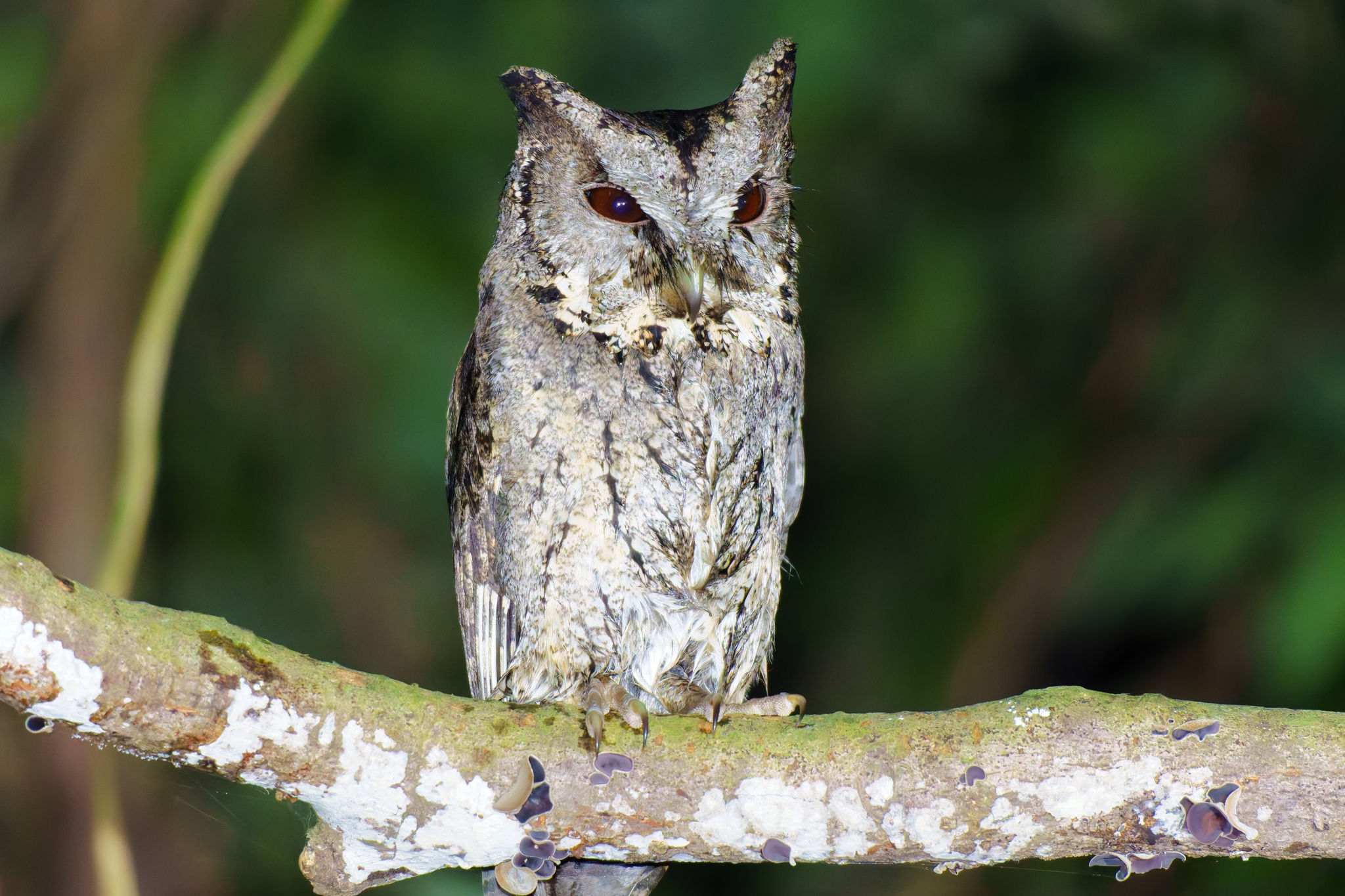 Collared Scops Owl (Otus lettia), photo 5