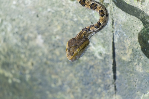 Brown spotted pitviper