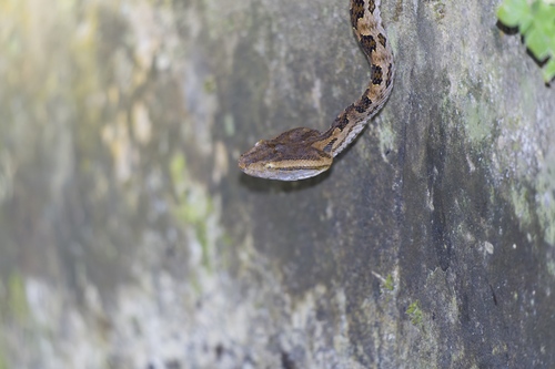 Brown spotted pitviper