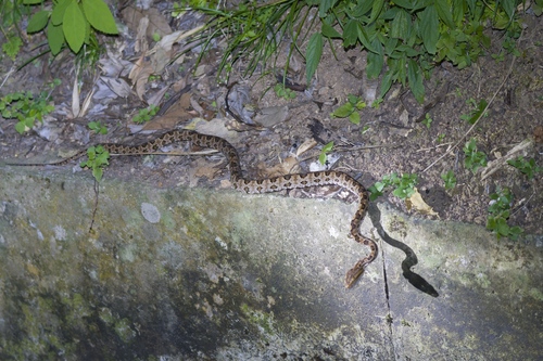 Brown spotted pitviper
