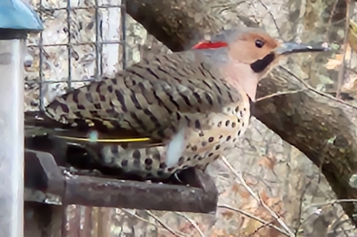 Northern Flicker observed by airlynn