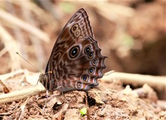 Ptychandra lorquinii