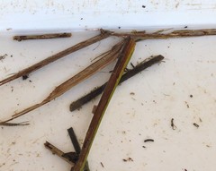 Triplectides dolichos