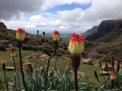 Kniphofia caulescens