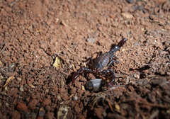 Bothriurus araguayae