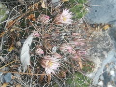 Mammillaria melanocentra melanocentra