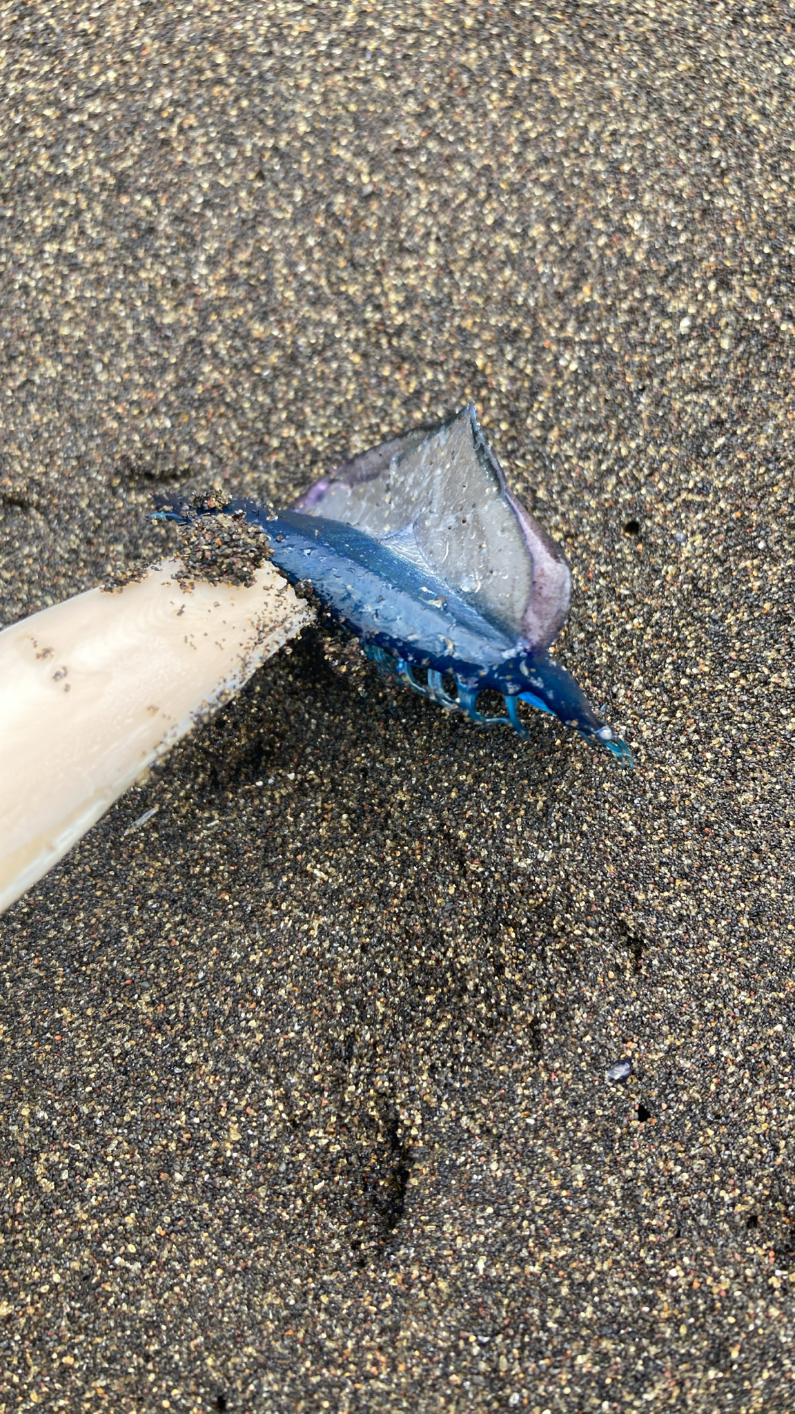 Velella velella (Linnaeus, 1758)