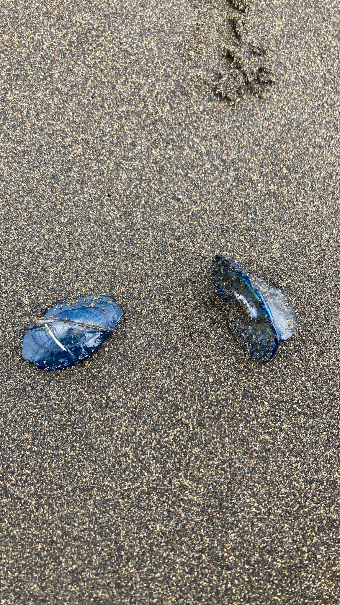 Velella velella (Linnaeus, 1758)