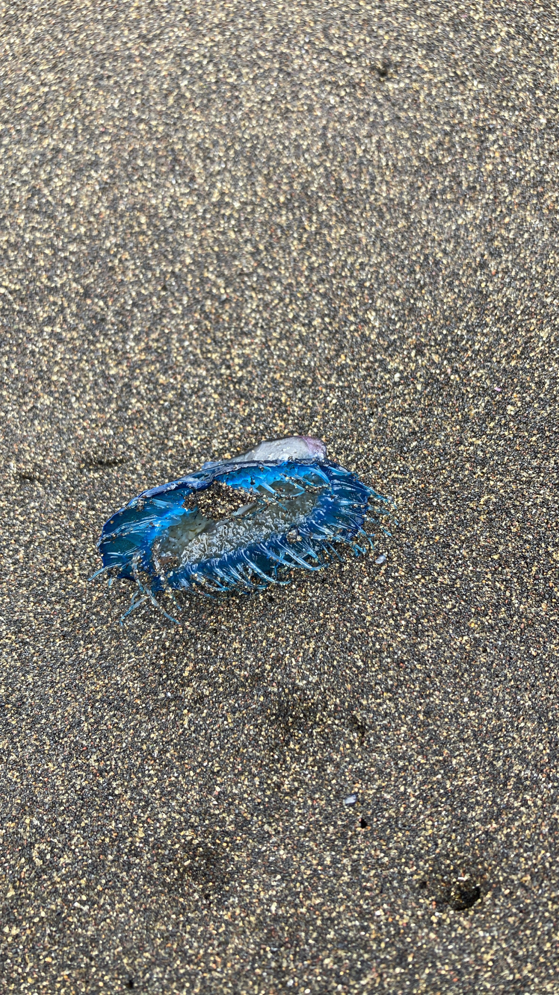 Velella velella (Linnaeus, 1758)