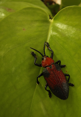 Coraliomela aeneoplagiata