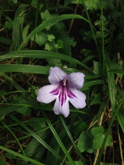 Streptocarpus primulifolius