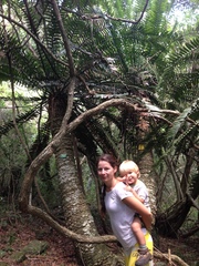Encephalartos altensteinii