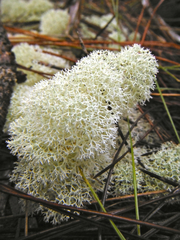 Cladonia evansii