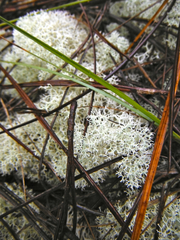 Cladonia evansii