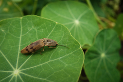 Conoderus fuscofasciatus