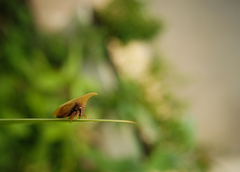 Enchenopa squamigera