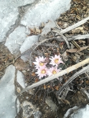 Mammillaria melanocentra melanocentra
