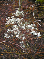 Cladonia evansii