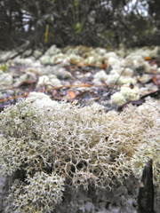 Cladonia evansii