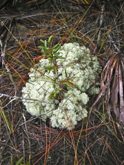 Cladonia evansii