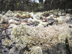 Cladonia evansii