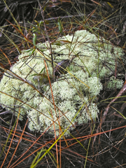Cladonia evansii