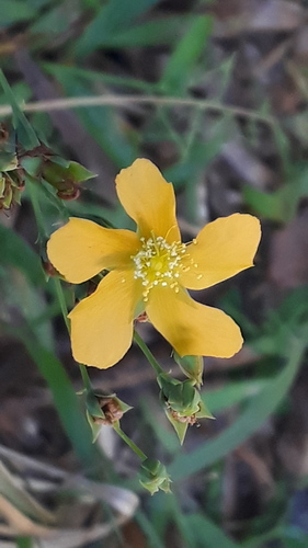 Hypericum connatum (Hypericum connatum)