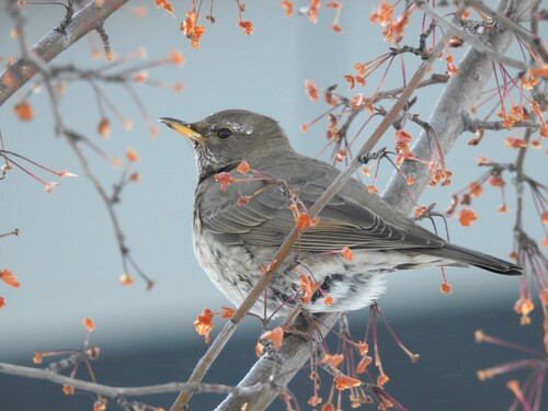 Black-throated Thrush (Turdus atrogularis), photo 10