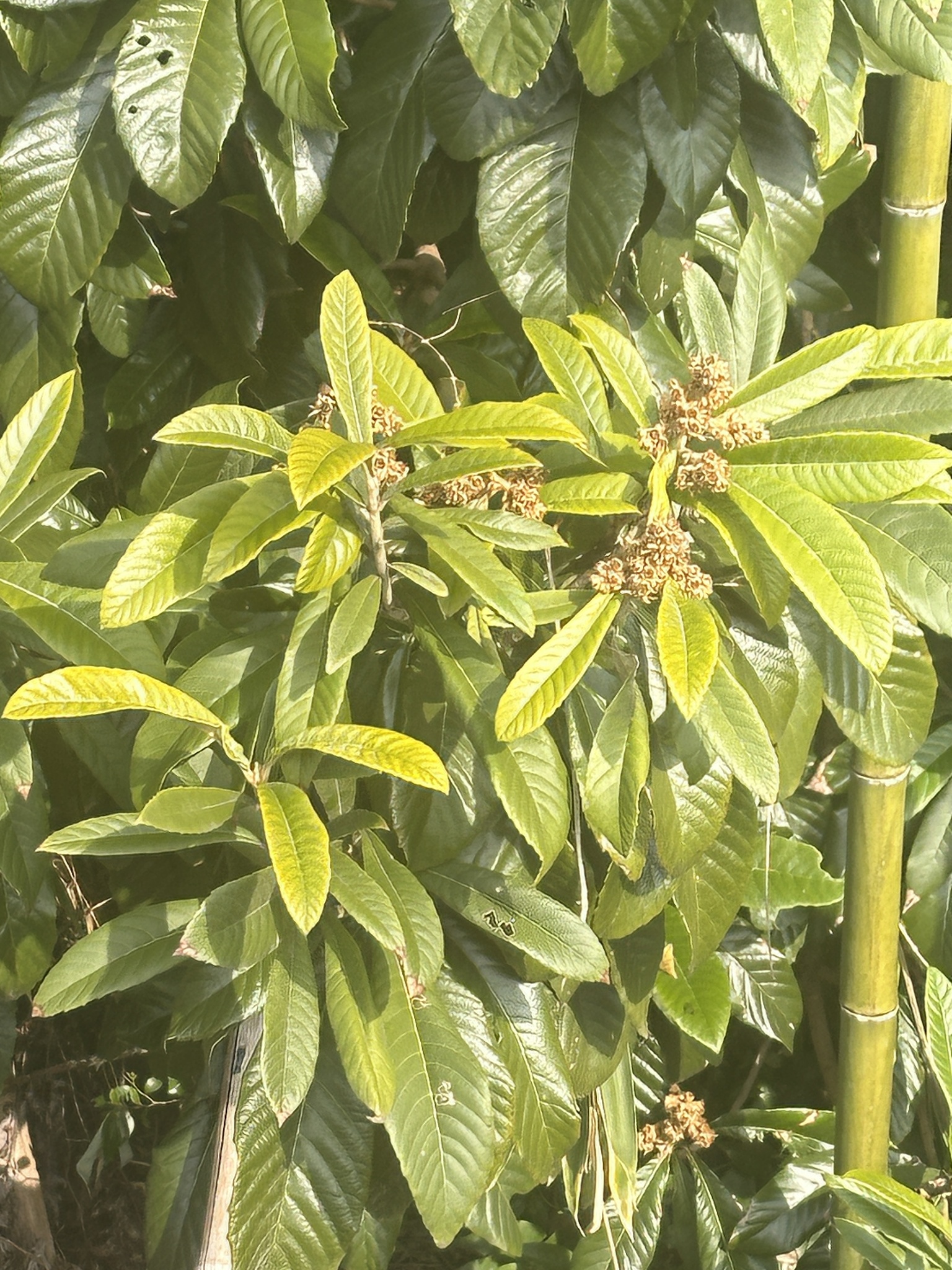 Foto de Rhaphiolepis bibas (Lour.) Galasso & Banfi