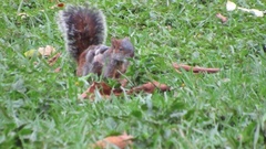 Sciurus aureogaster