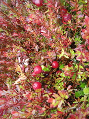 Vaccinium macrocarpon