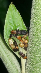 Cephalotes pallens