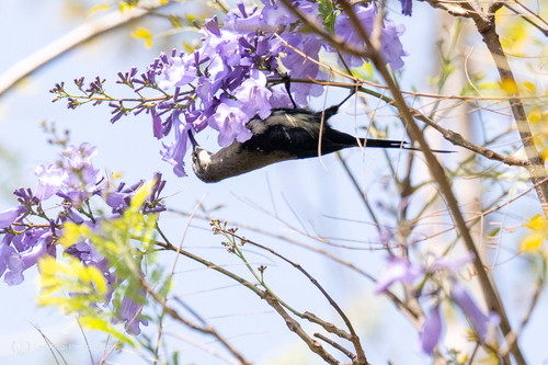 Tacazze Sunbird