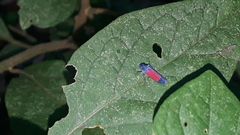 Cardioscarta flavifrons