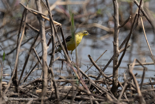 Western Yellow Wagtail